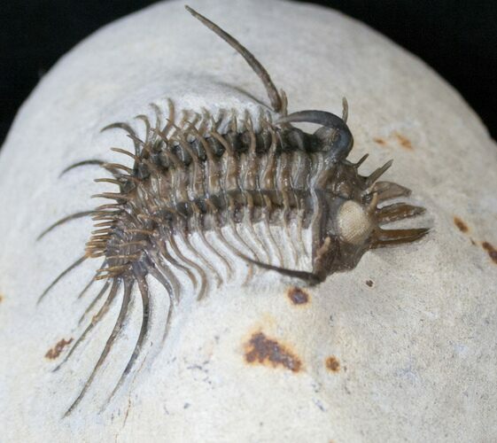 Museum Quality Quadrops Trilobite - #16331